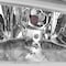 Spec-D Tuning 05-07 Honda Odyssey Fog Light Kit Clear Lens With Wiring LF-ODSY05COEM-JS - alternate 6